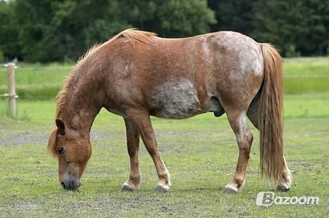 Anden særlig race Baloo billede 7