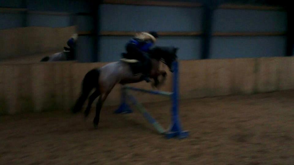 Anden særlig race Manou  *Klubmester spring 2012* billede 10