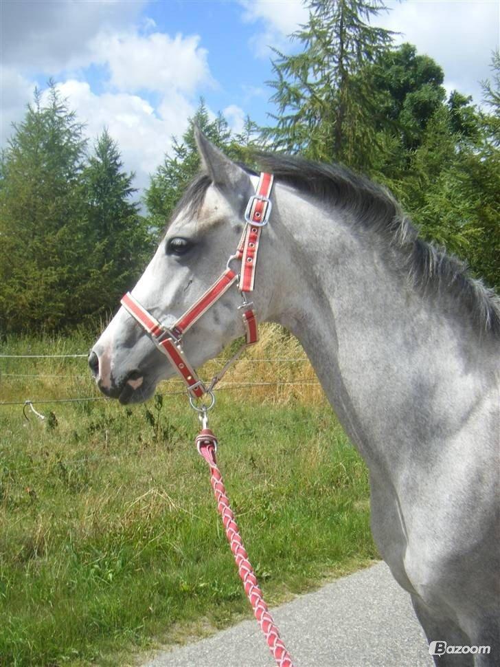 Anden særlig race Michel's Lovely Grace - Min dejlige pony billede 7