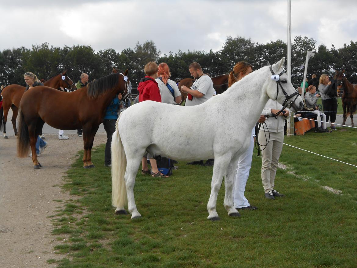 Anden særlig race Super star - Store hestedag 2012 billede 8