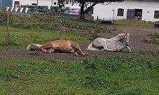 Islænder Joi fra Tyvekrogen - Joi og Super tager en slapper billede 10
