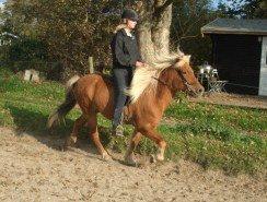 Islænder Joi fra Tyvekrogen - Joi i tølt billede 11