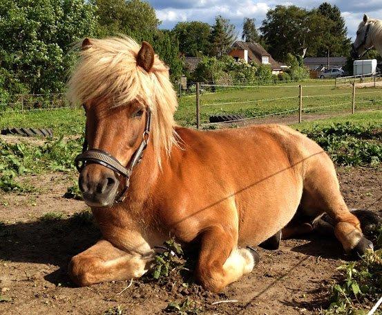 Islænder Joi fra Tyvekrogen billede 12