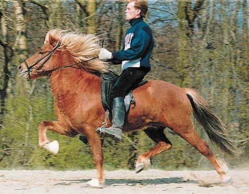 Islænder Joi fra Tyvekrogen - Jois far Sprettur billede 13