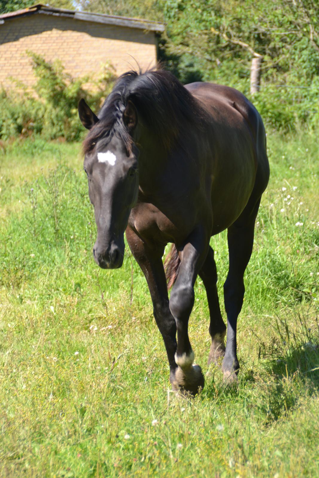 Dansk Varmblod Lammehaven's Rosita (Baby) - Baby, august 2012 billede 10