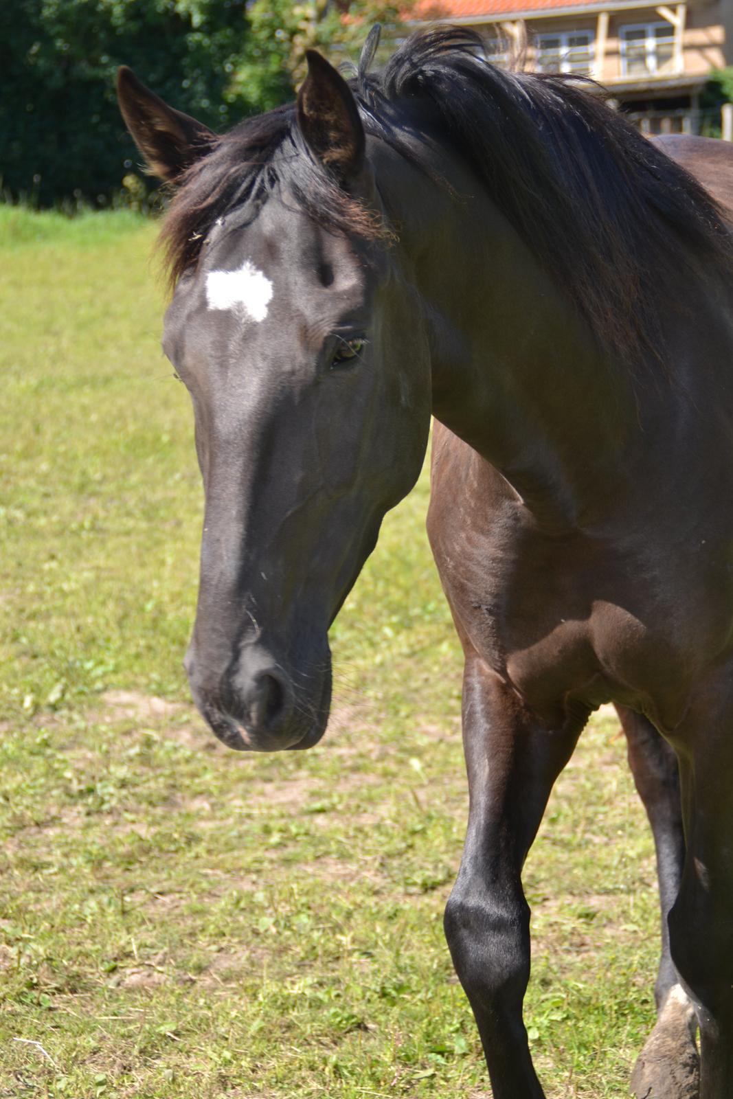 Dansk Varmblod Lammehaven's Rosita (Baby) - Baby, august 2012 billede 9