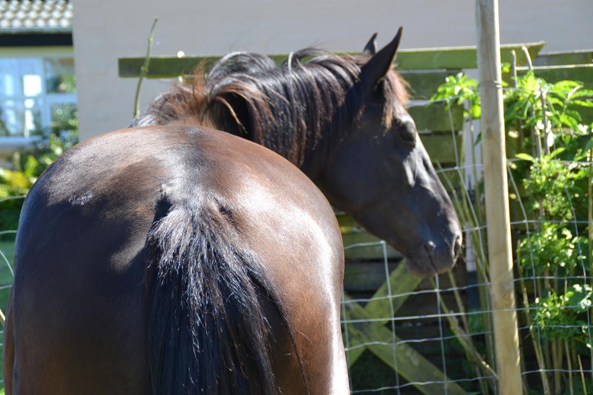 Dansk Varmblod Lammehaven's Rosita (Baby) - Baby, august 2012 billede 11