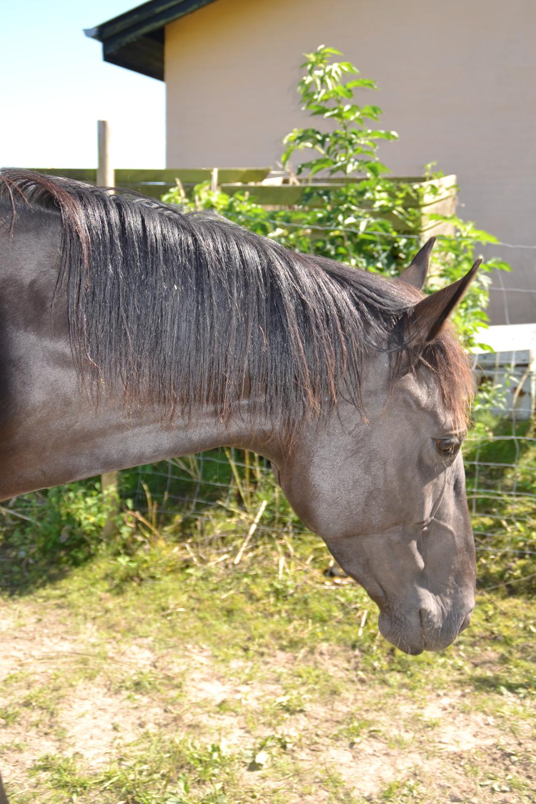 Dansk Varmblod Lammehaven's Rosita (Baby) - Baby, august 2012 billede 12