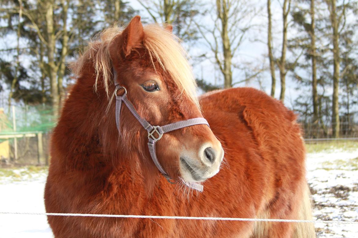 Shetlænder Frøken Prop. billede 1