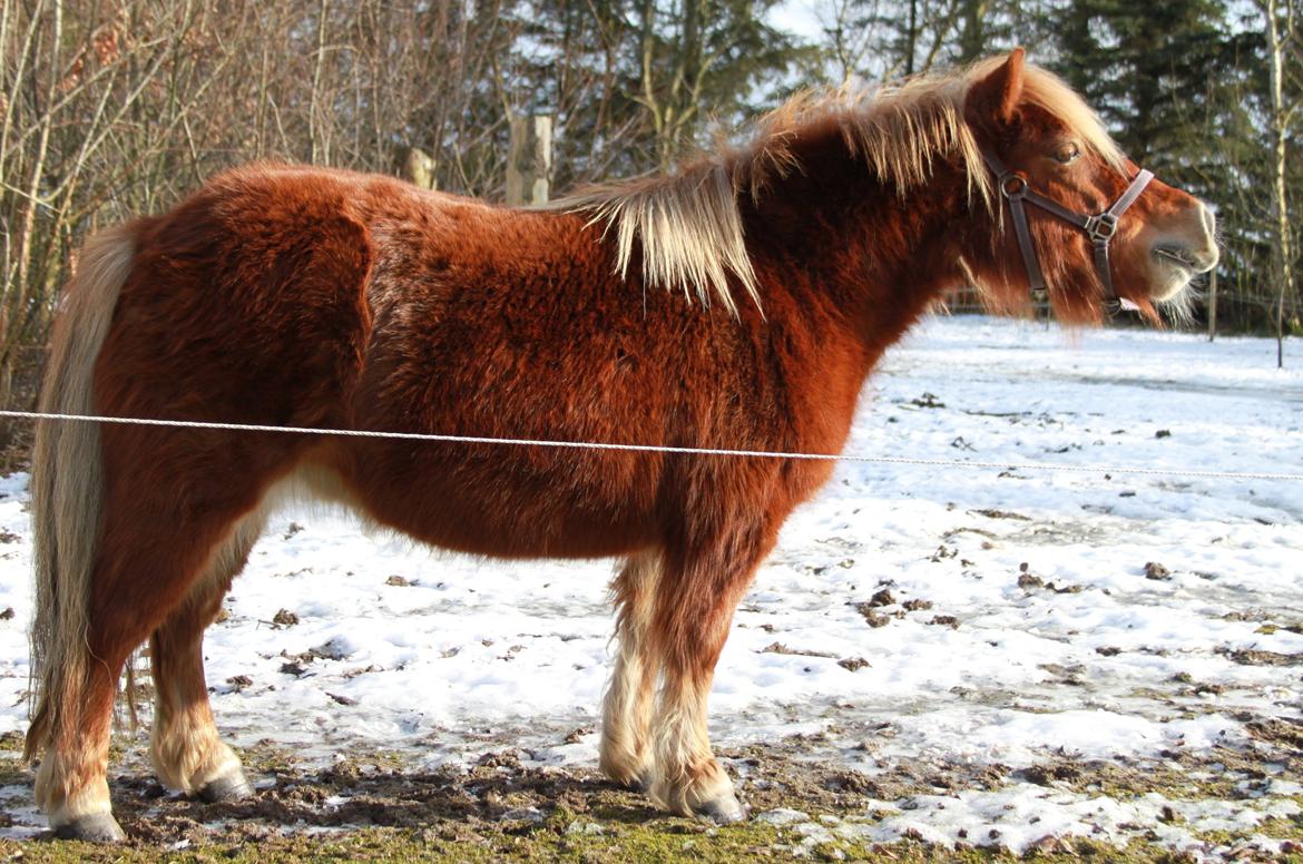 Shetlænder Frøken Prop. - 4. plads. hos Intershowhorse. "Bedste vrinskebillede" Febuar 2013. billede 20