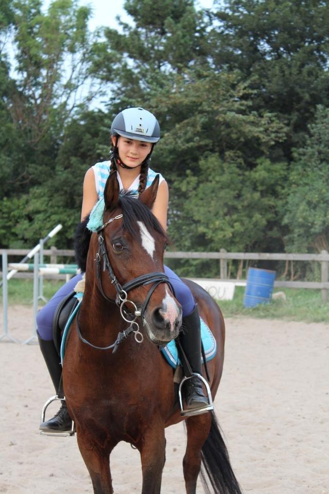 Hollandsk Sportspony Domenique billede 7