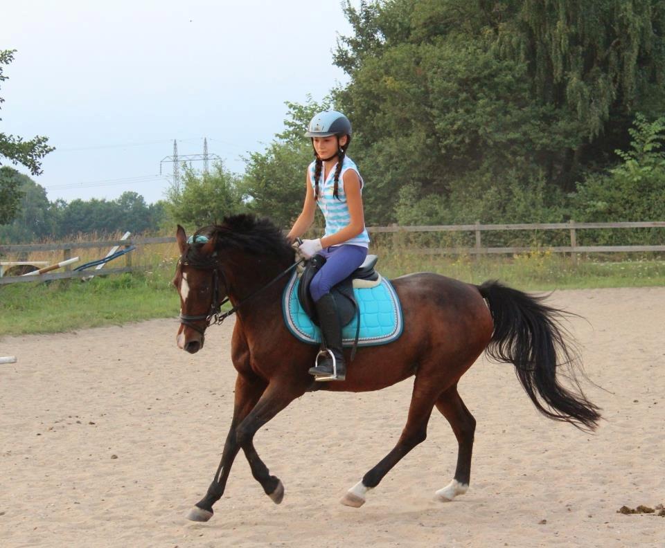 Hollandsk Sportspony Domenique billede 8