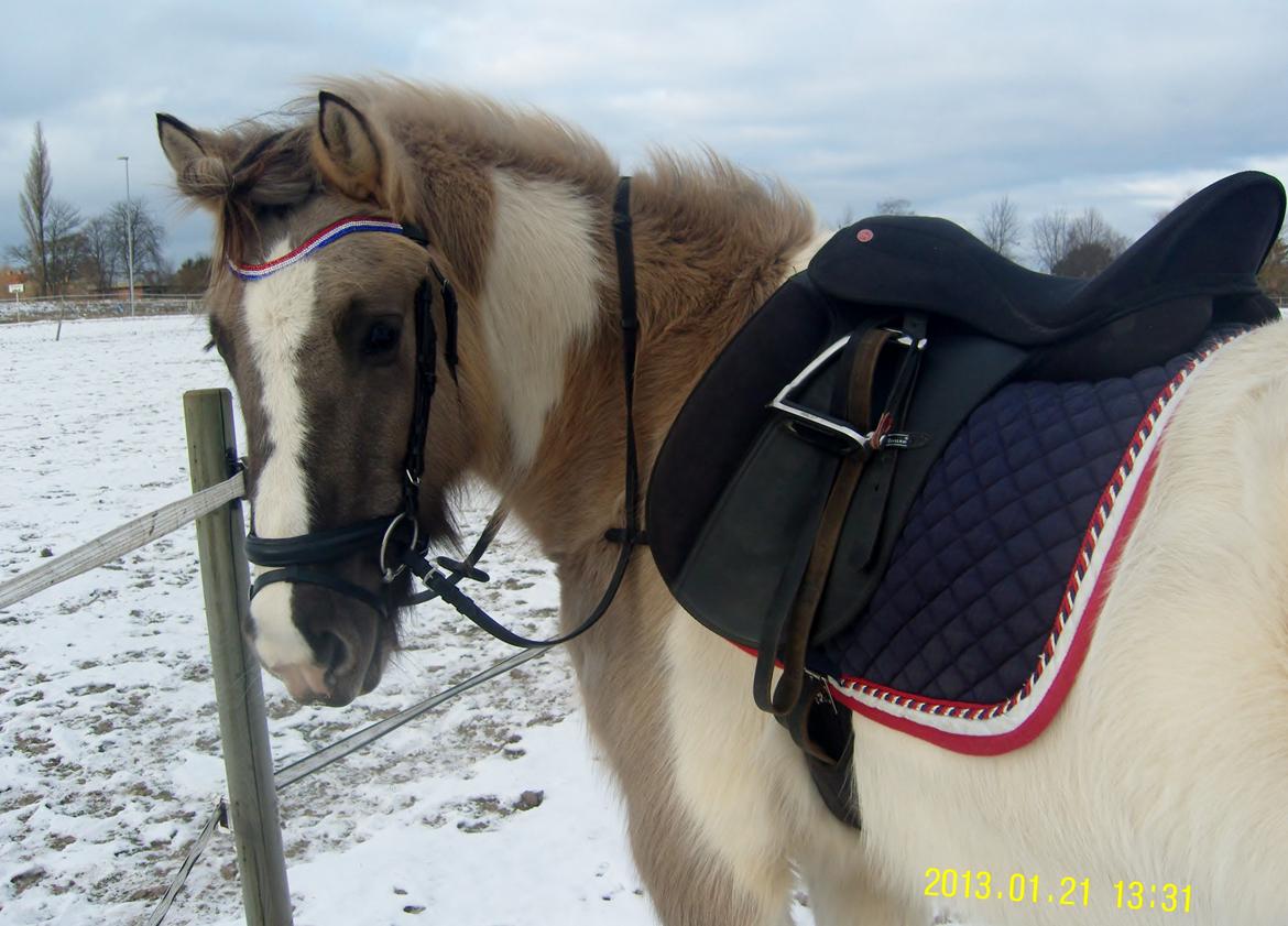 Irish Cob Crossbreed Filina (Fifle) billede 7