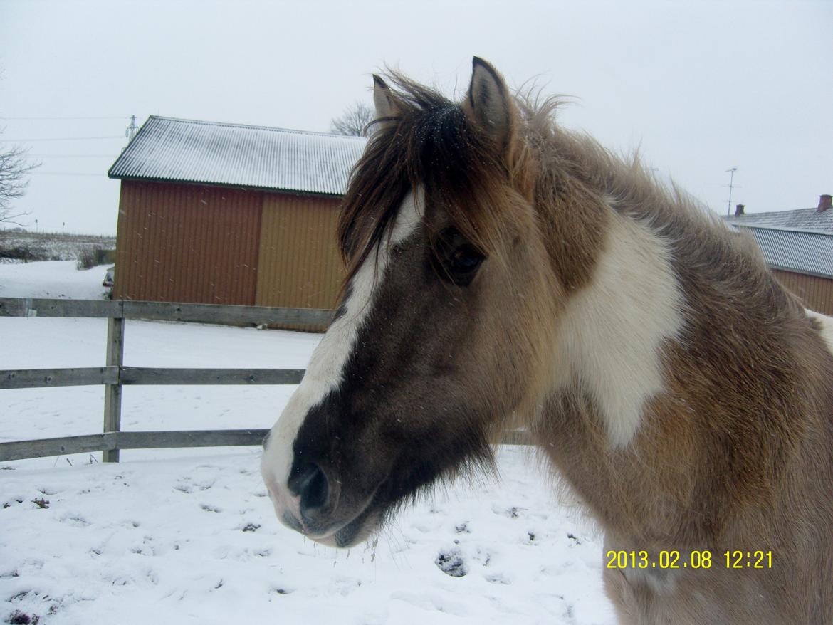 Irish Cob Crossbreed Filina (Fifle) billede 4