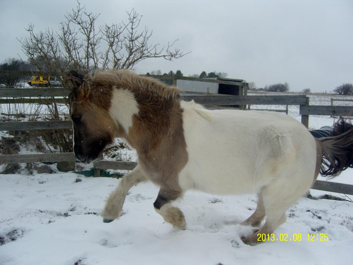 Irish Cob Crossbreed Filina (Fifle) - Weeee! billede 6