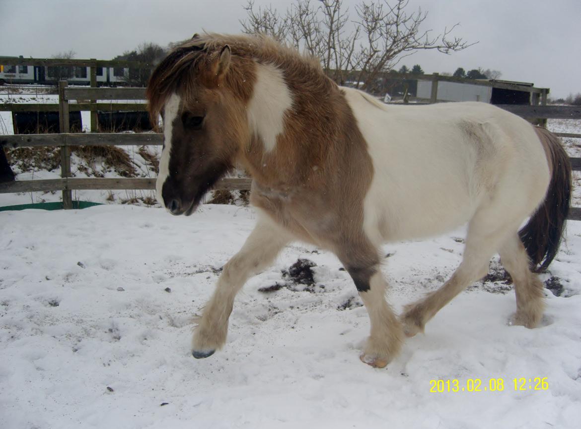 Irish Cob Crossbreed Filina (Fifle) - Smukke Smukke hest! billede 5