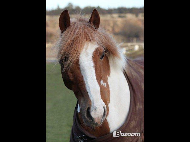 Pinto Bredkærgaards Sandro [Min part] - You are every thing in my live <3 billede 1