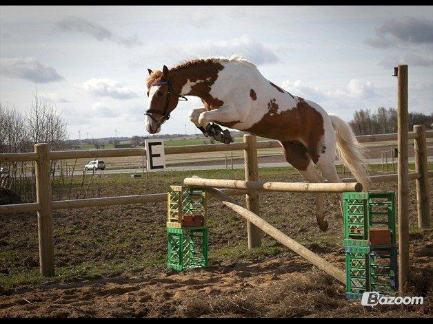 Pinto Bredkærgaards Sandro [Min part] - Wiiiiiiii, højere endnu mooooor! billede 2