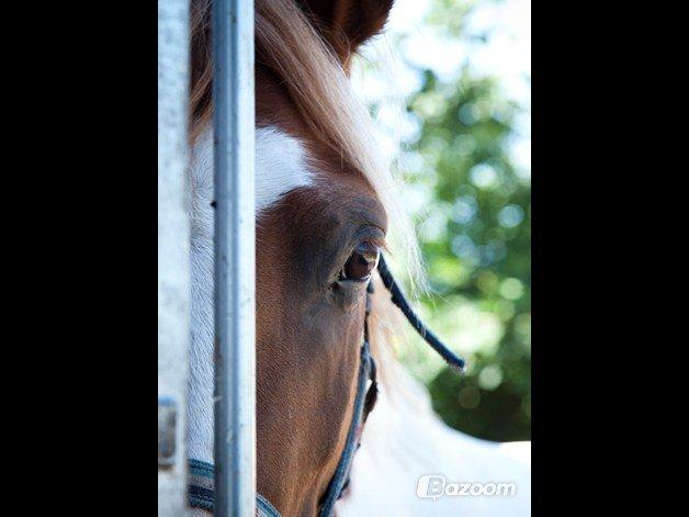 Pinto Bredkærgaards Sandro [Min part] - Smukkere end smukkest<3 <3  billede 3