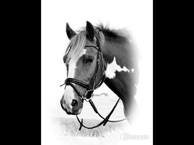 Pinto Bredkærgaards Sandro [Min part] - You make me happy! billede 4