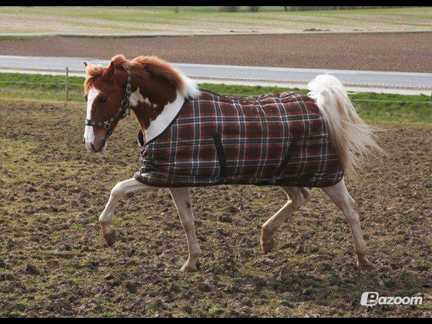 Pinto Bredkærgaards Sandro [Min part] - Hvem siger jeg ikke kan?? billede 5