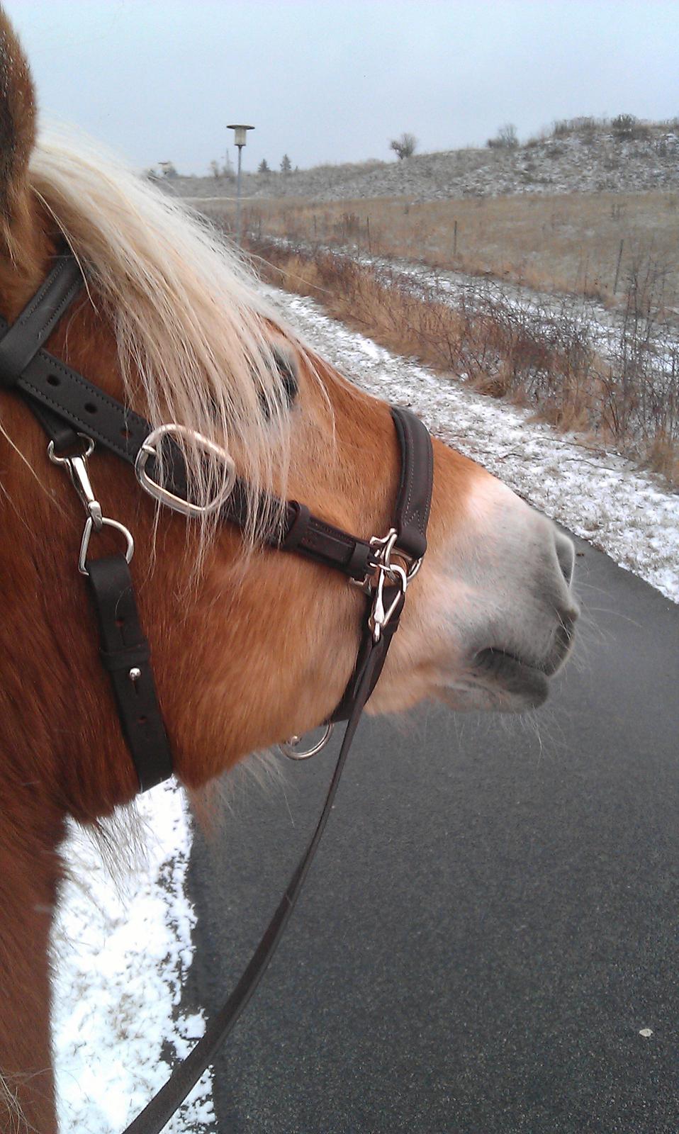 Tyroler Haflinger | Savage - 09-02-13 På tur, dygtige pony! billede 11