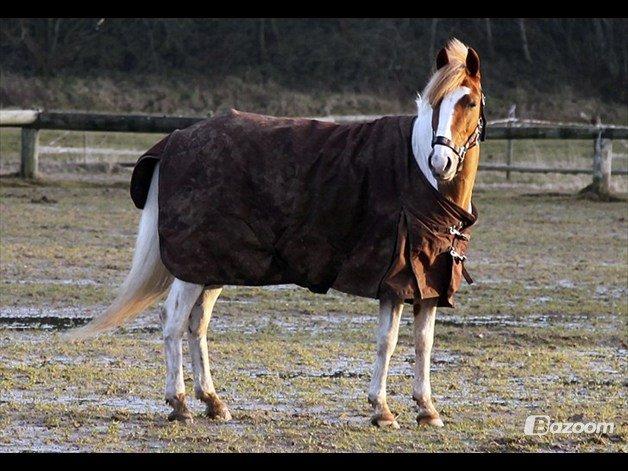 Pinto Bredkærgaards Sandro [Min part] - Godt nok er du ikke min, men hvad skulle jeg dog gøre uden dig? billede 6