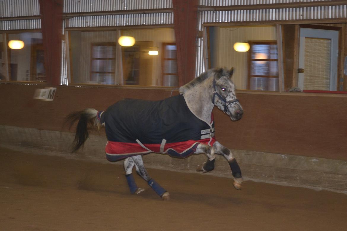 Knabstrupper Xander - "Viljen til at ville, skaber evnen til at kunne<3" 
09-02-2013 billede 3