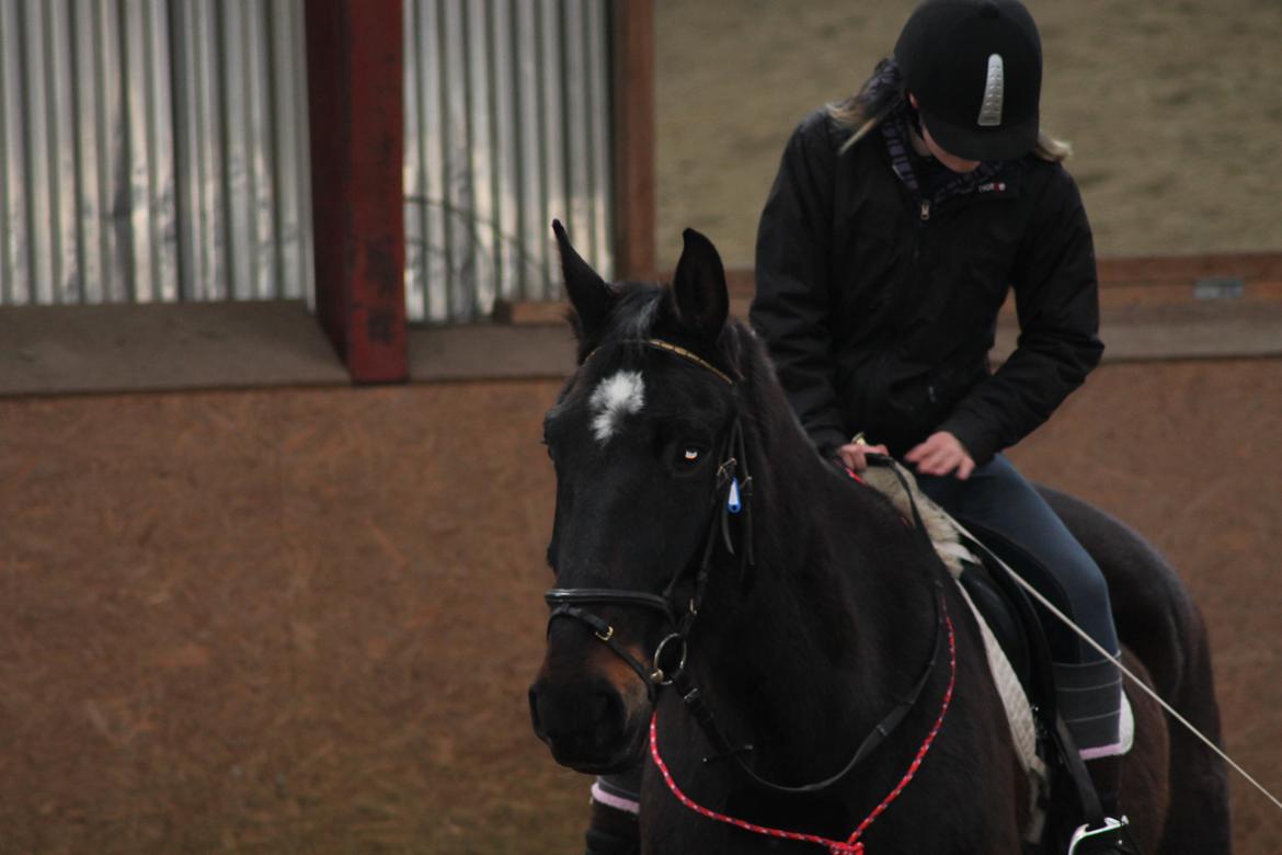 Dansk Varmblod Tzigane - 9 Februar 2013 billede 4