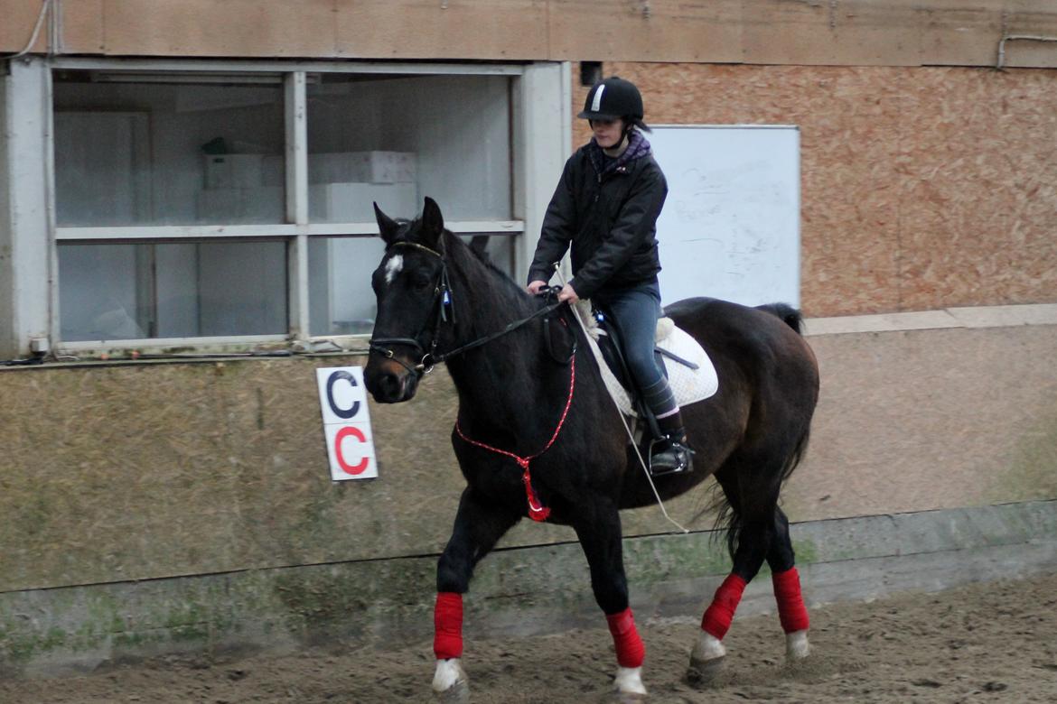 Dansk Varmblod Tzigane - 9 Februar 2013 billede 5