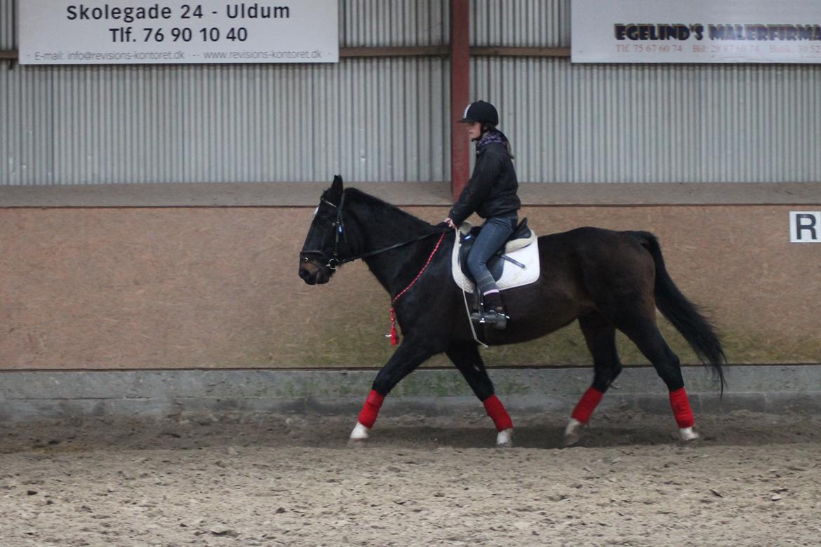 Dansk Varmblod Tzigane - 9 Februar 2013 billede 7