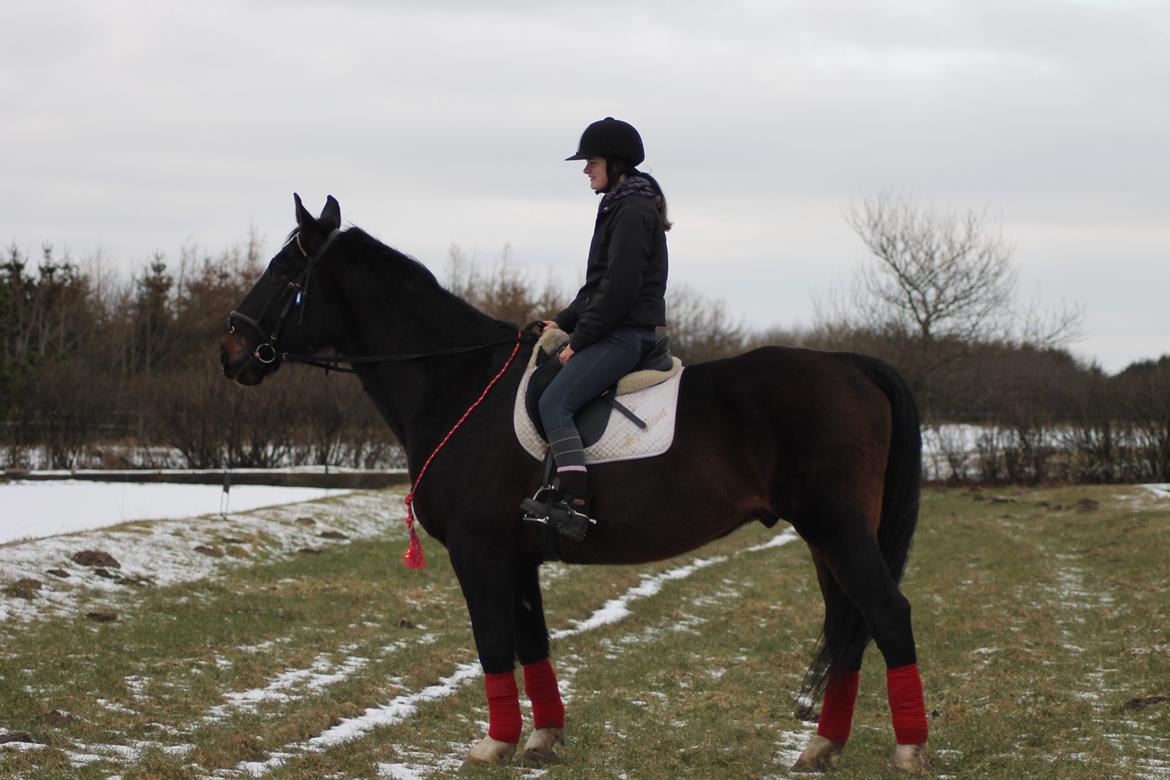 Dansk Varmblod Tzigane - 9 Februar 2013 billede 8