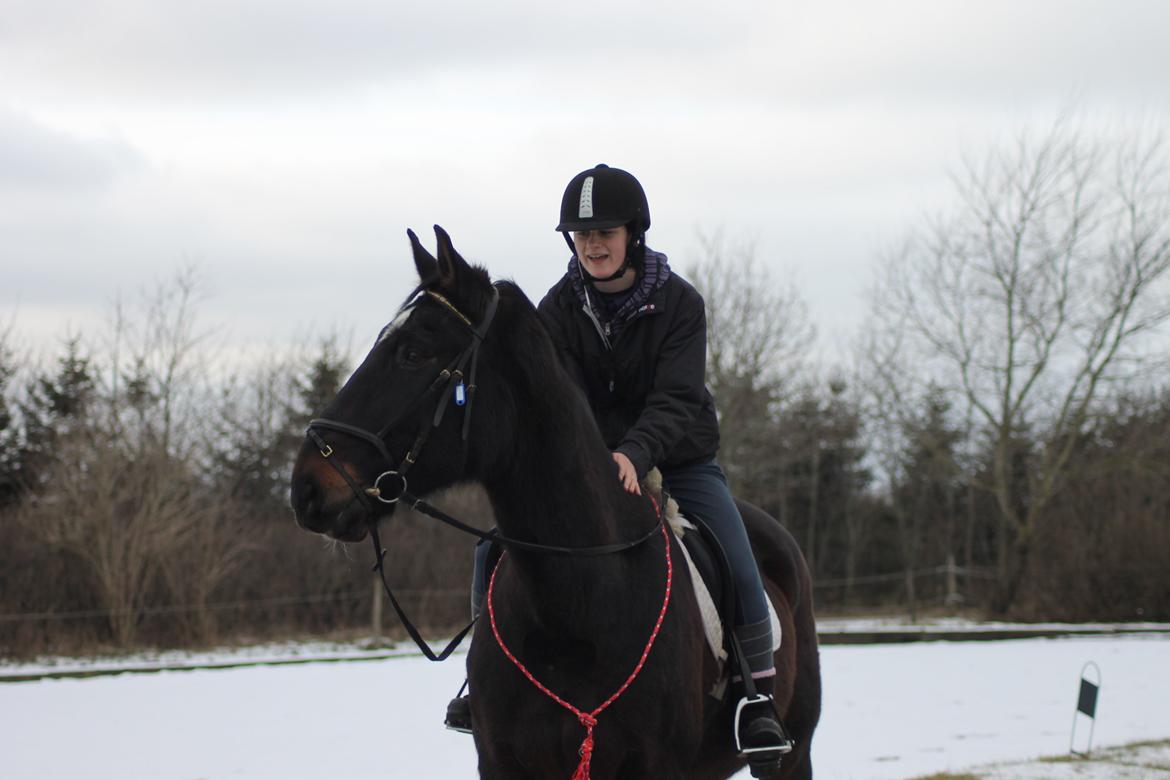 Dansk Varmblod Tzigane - Zhigan første gang udenfor ;-)
9 Februar 2013 billede 2