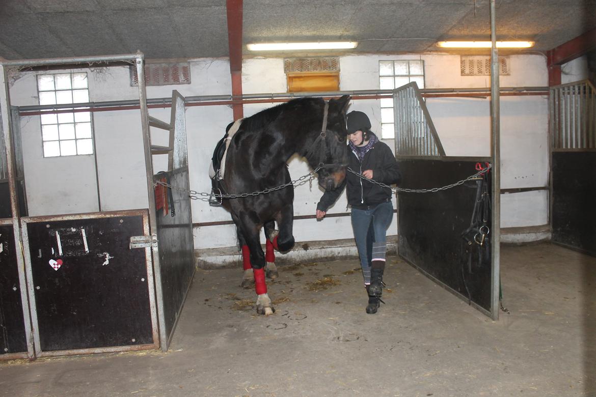Dansk Varmblod Tzigane - Han lærte at løfte på få sek.
9 Februar 2013 billede 11