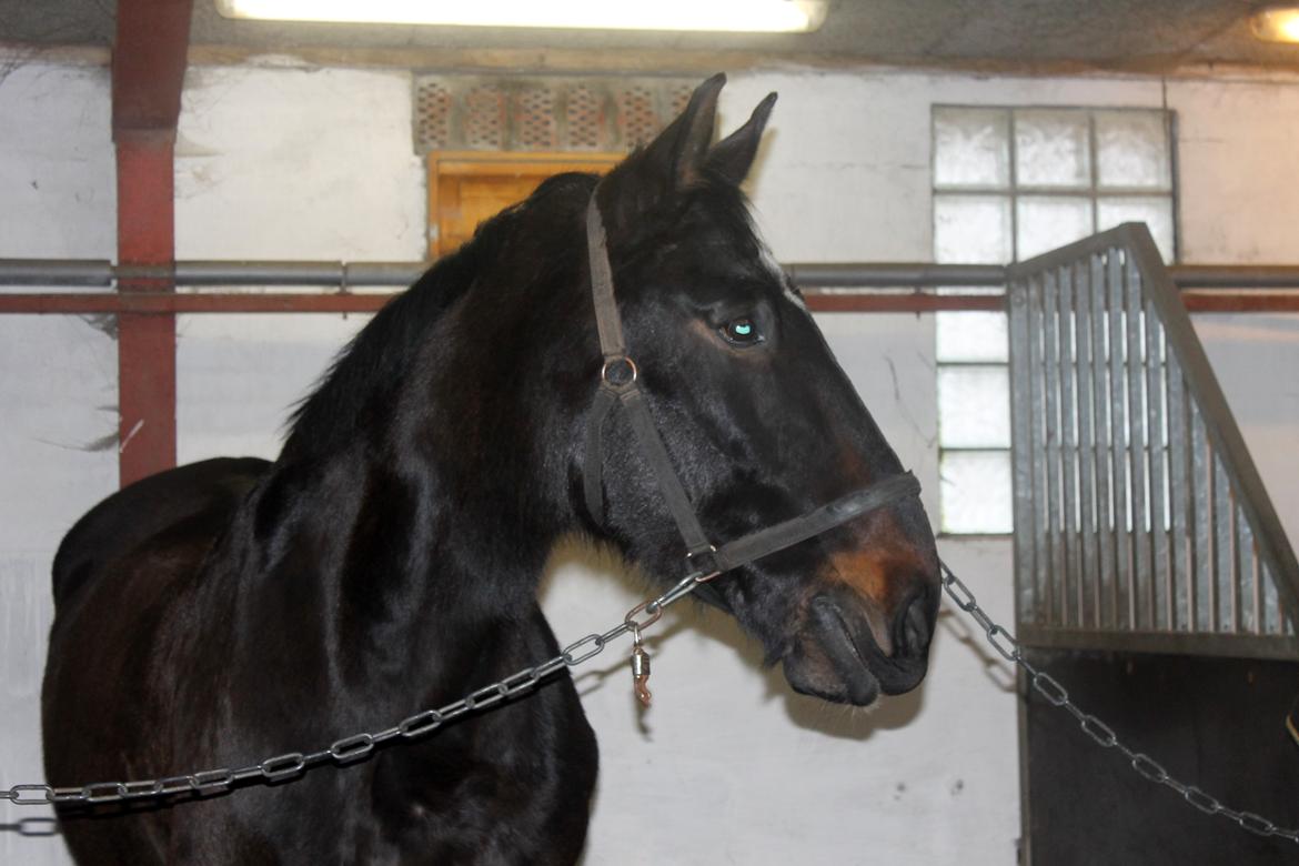 Dansk Varmblod Tzigane billede 12