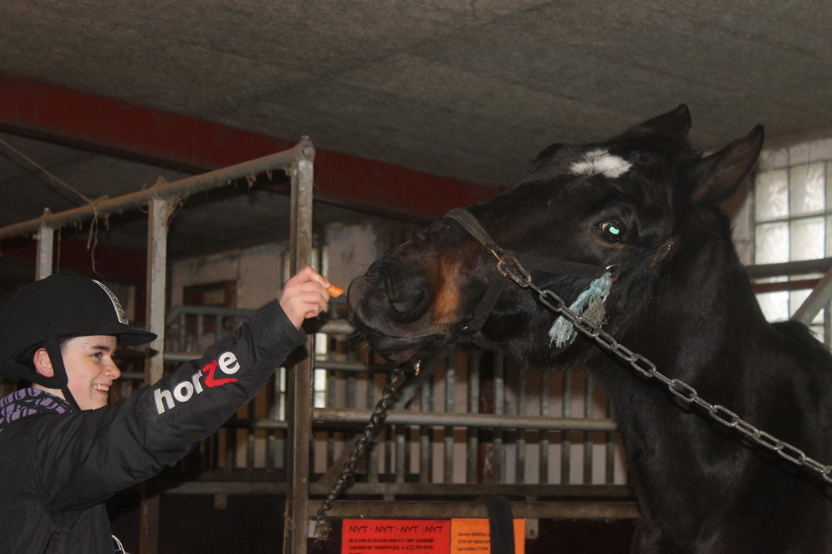 Dansk Varmblod Tzigane - 9 Februar 2013 billede 3