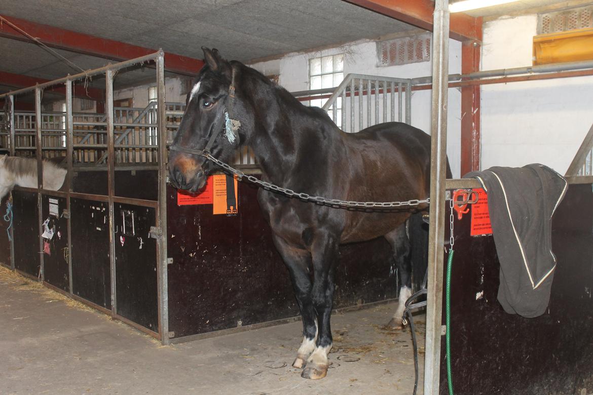 Dansk Varmblod Tzigane - 9 Februar 2013 billede 13