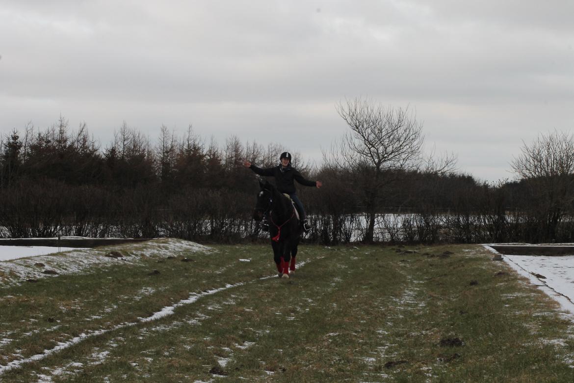 Dansk Varmblod Tzigane - Hesten slapper af og jeg er glad ;-)
9 Februar 2013 billede 14