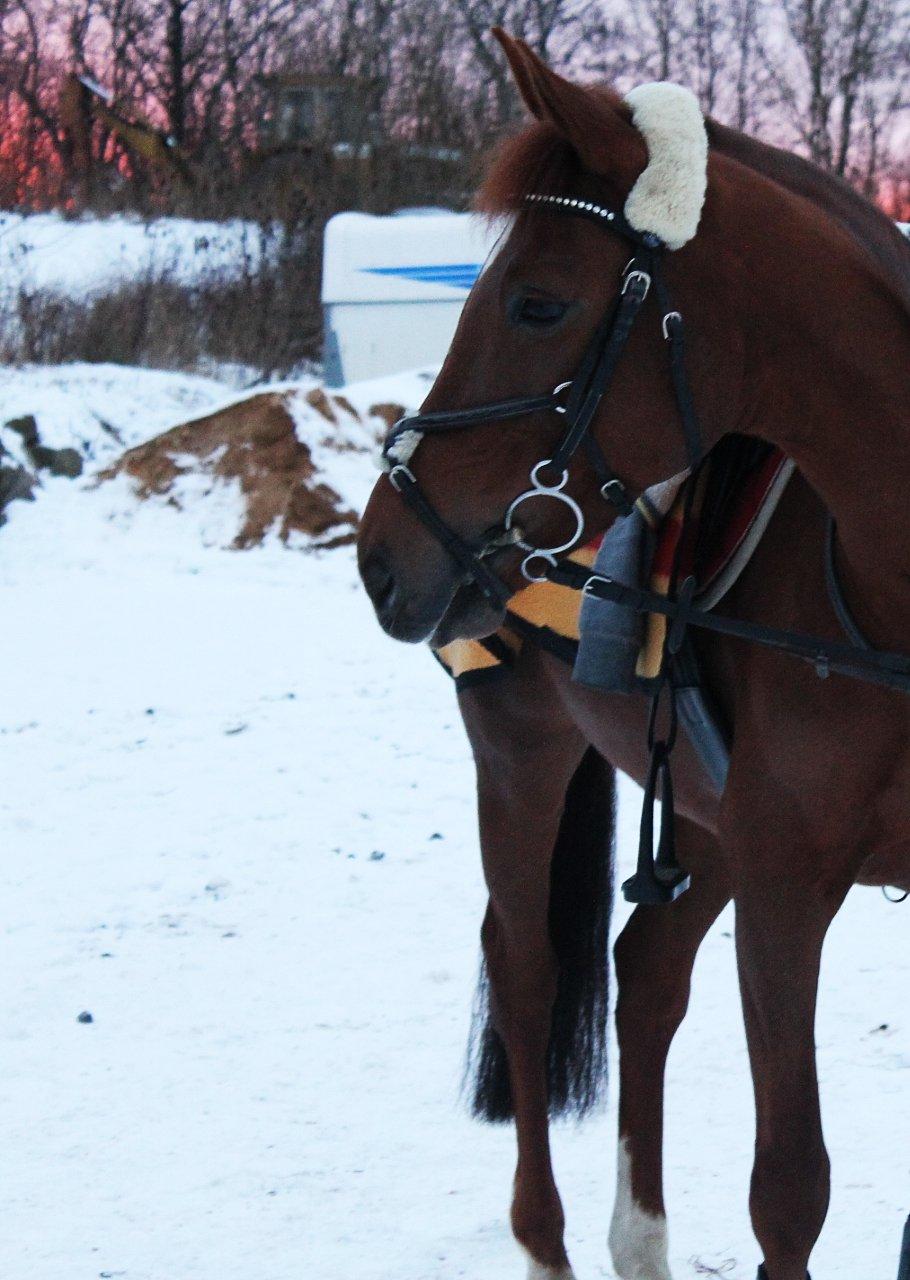 Anden særlig race Clements Penelope - Virkelig smuk! billede 10