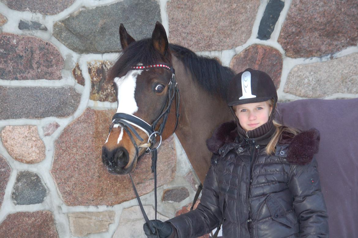 Tysk Sportspony Farbenfroh billede 3