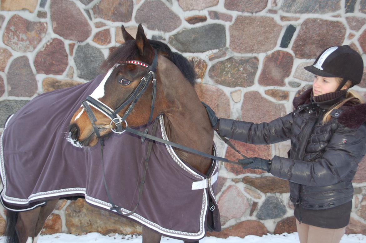 Tysk Sportspony Farbenfroh billede 5