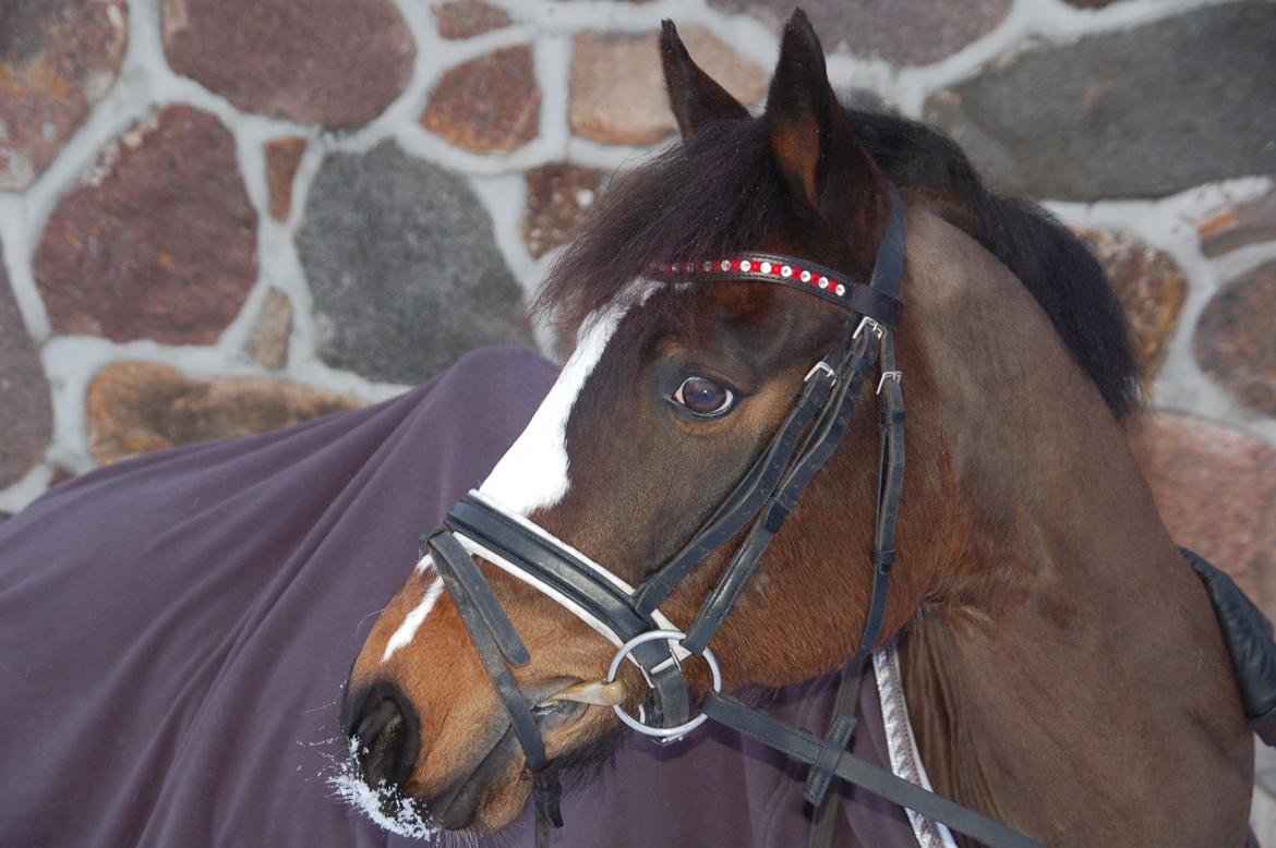 Tysk Sportspony Farbenfroh billede 6