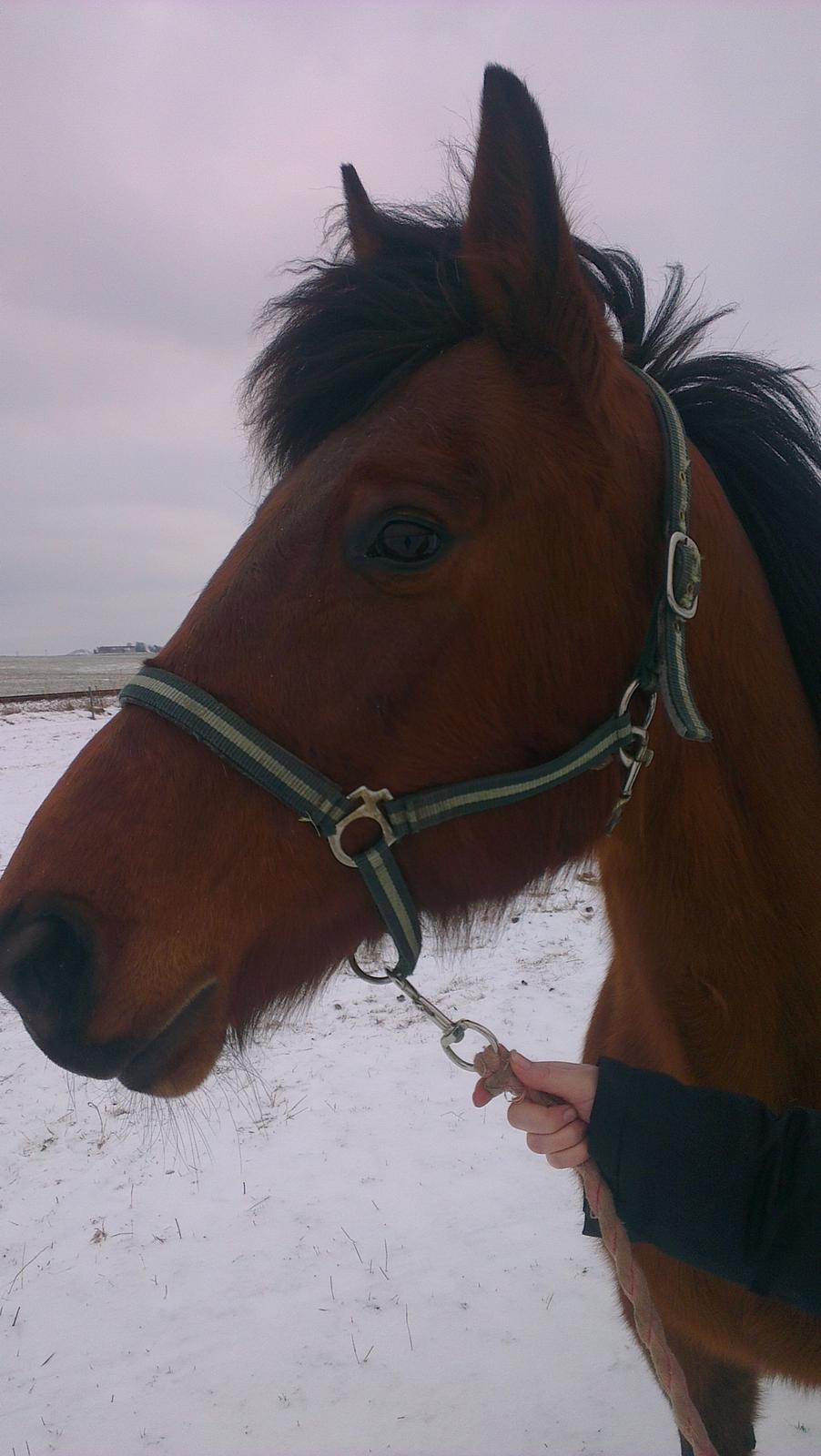 Traver Magic Leaf - Min prinsesse <3 billede 2