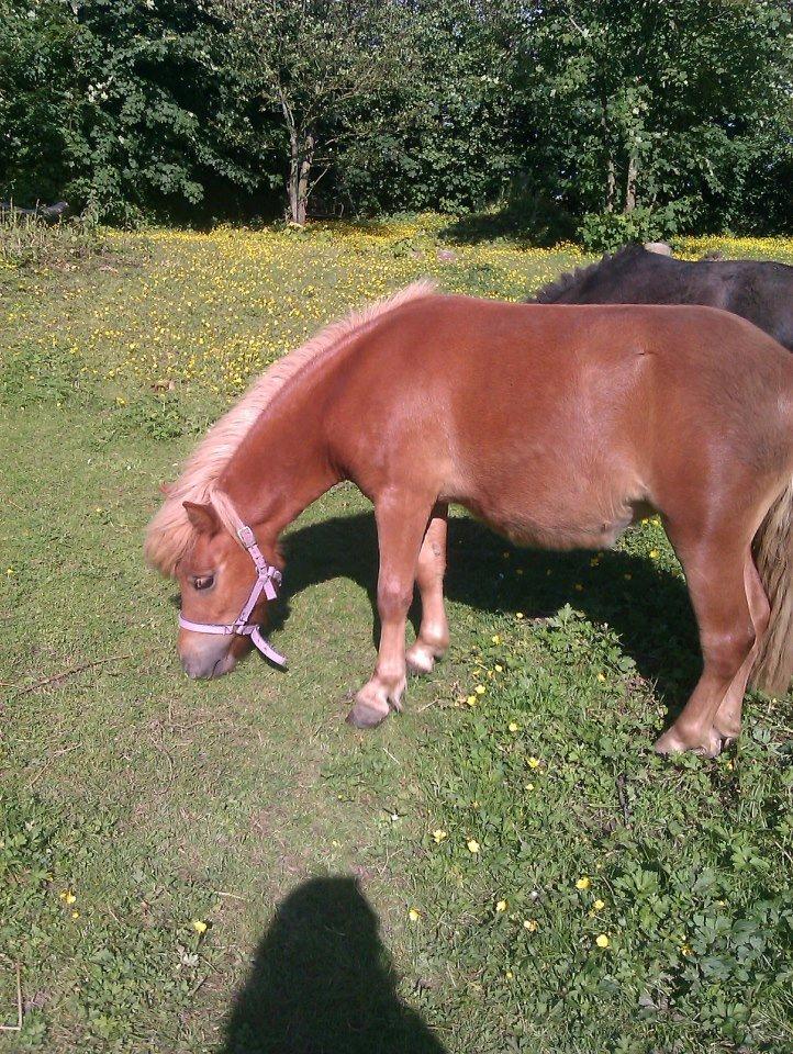 Anden særlig race Fenya billede 2