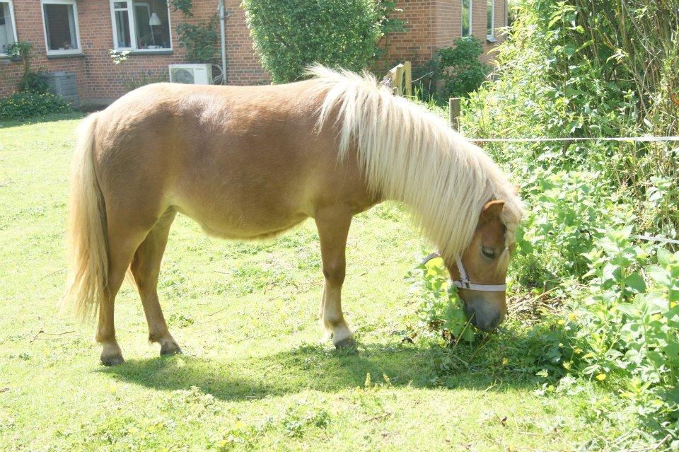 Anden særlig race Fenya billede 3