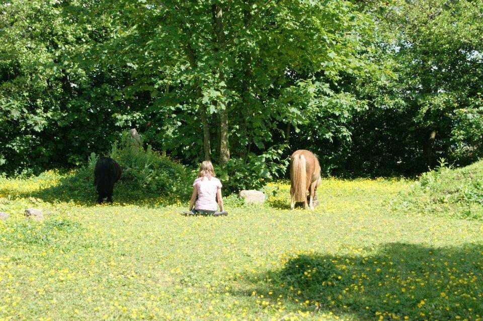 Anden særlig race Fenya billede 4