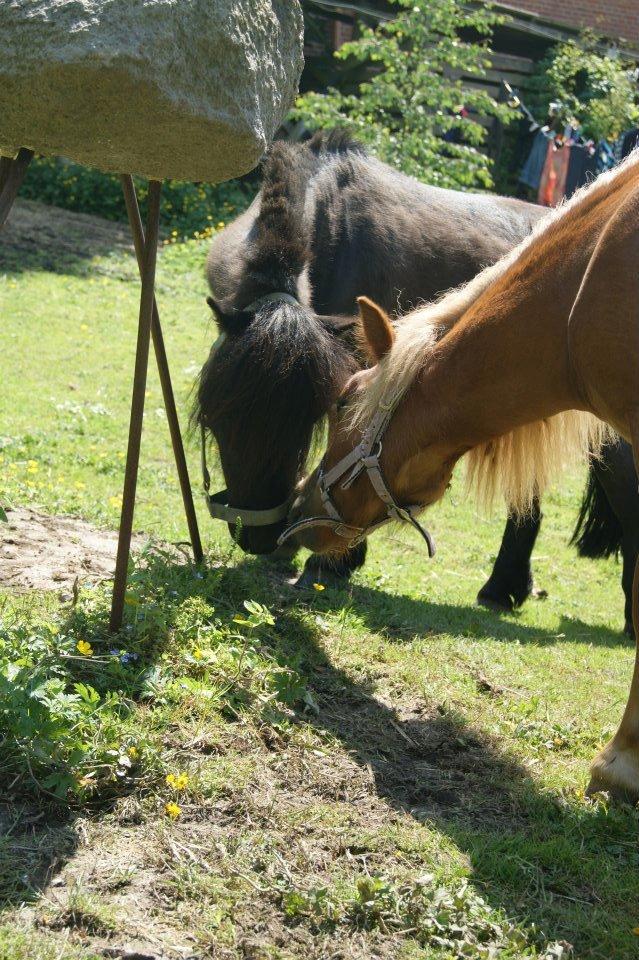 Anden særlig race Fenya billede 5