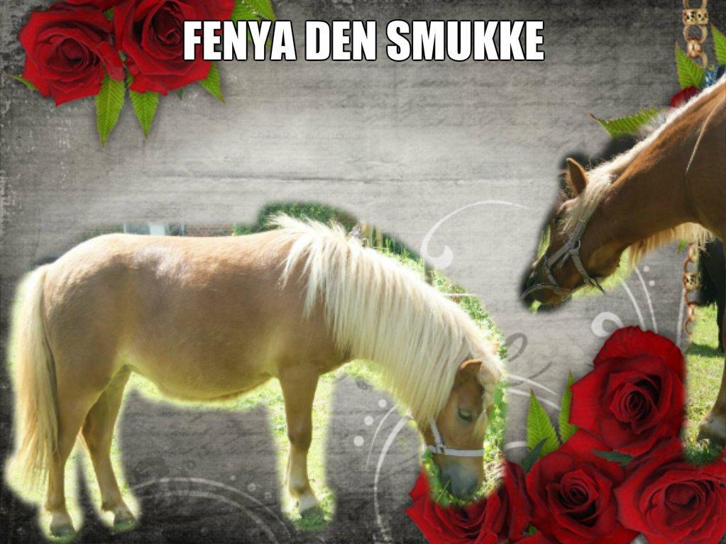 Anden særlig race Fenya billede 6