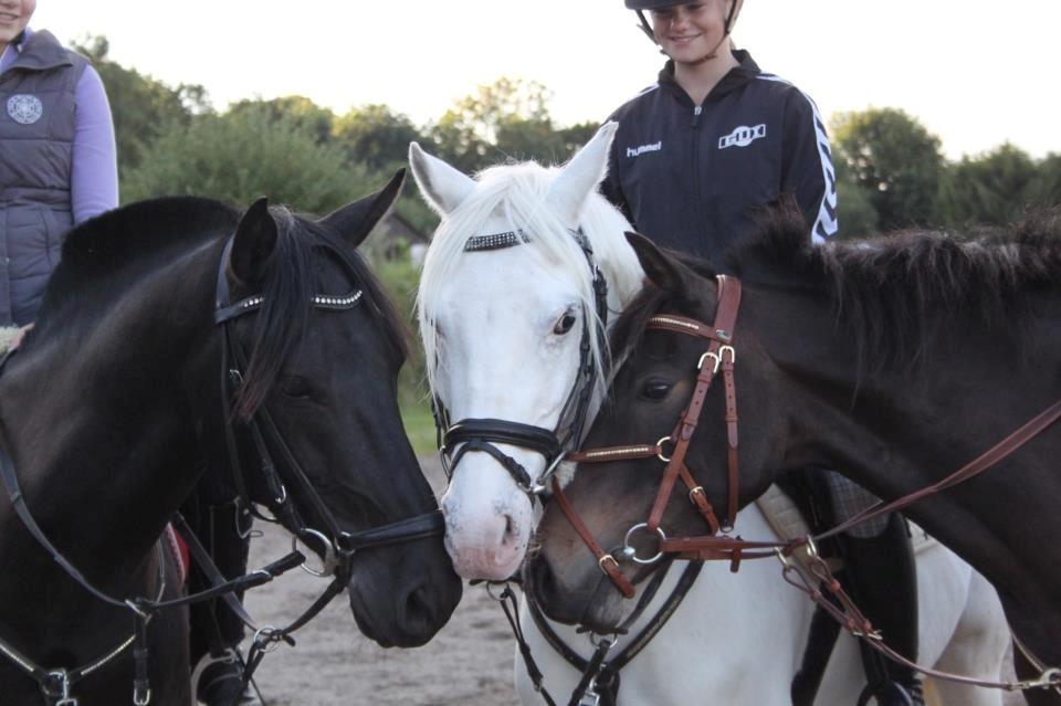 Anden særlig race Medomgårds Malle (Pensioneret) billede 7