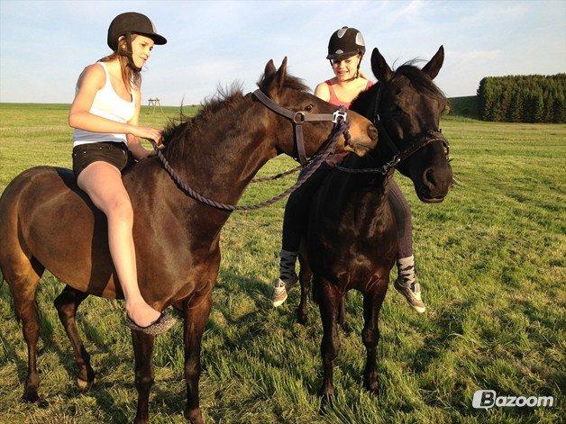 Anden særlig race Medomgårds Malle (Pensioneret) billede 6